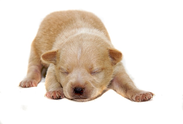 Chihuahua dog on white background