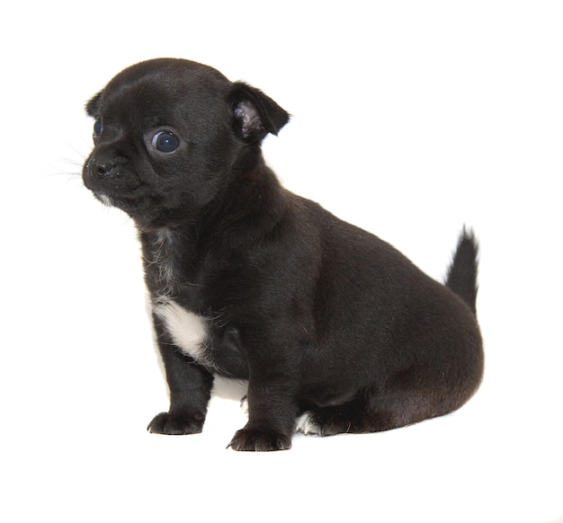 Chihuahua dog on white background