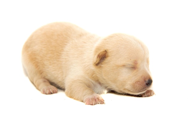 Chihuahua dog on white background