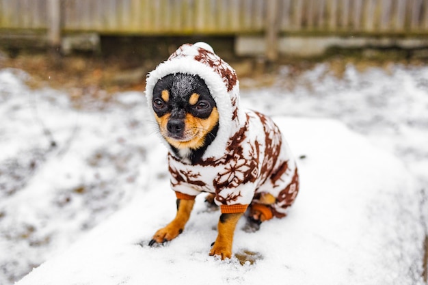 Chihuahua dog in winter clothes. Chihuahua dog in winter overalls for dogs.  