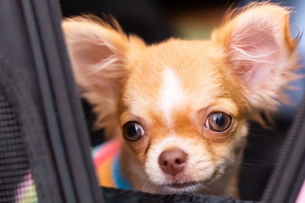 Cane della chihuahua con capelli marroni