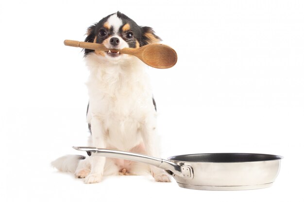 Chihuahua dog with a wooden spoon in the mouth next to a pan