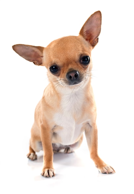 chihuahua dog