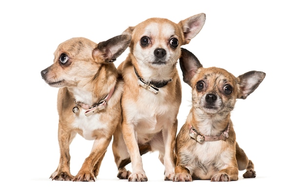 chihuahua dogs standing and lying