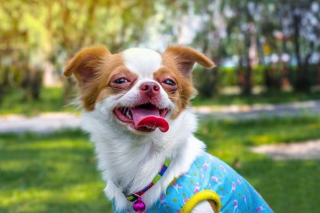 写真 茶色の女性が微笑むチワワ犬