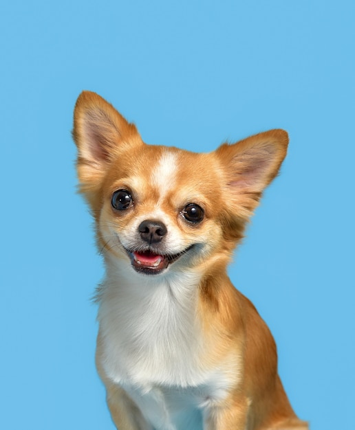 Chihuahua dogs that brown sitting on  blue