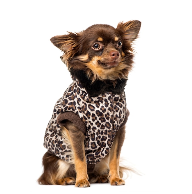 Chihuahua draagt een jas