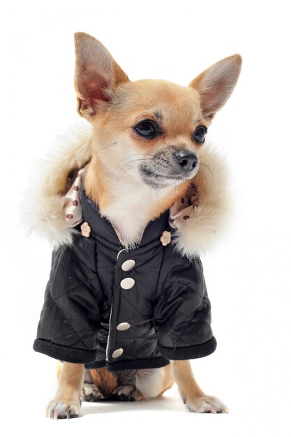 Chihuahua vestito