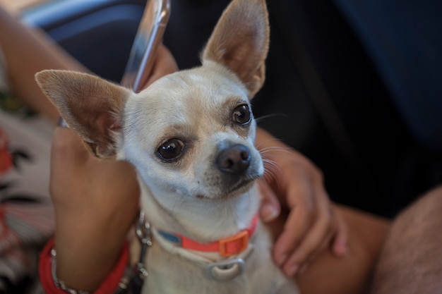 Chihuahua embraced by female hands