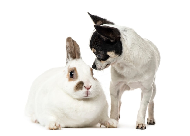 Chihuahua en een konijn op wit wordt geïsoleerd