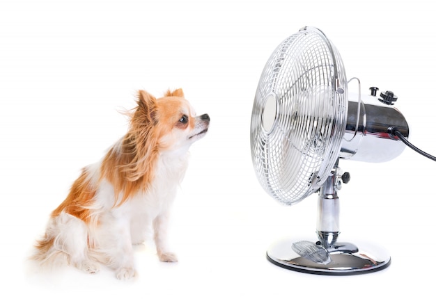 chihuahua en fan