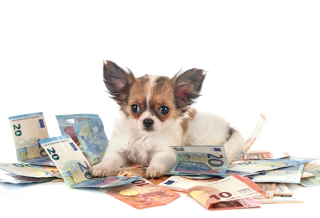 Chihuahua en geld