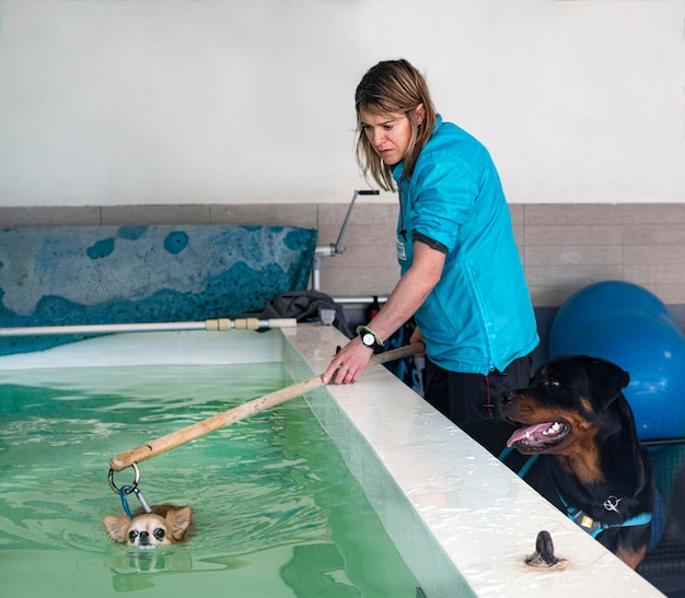 Chihuahua en heropvoeding voor hydrotherapie in zwembad