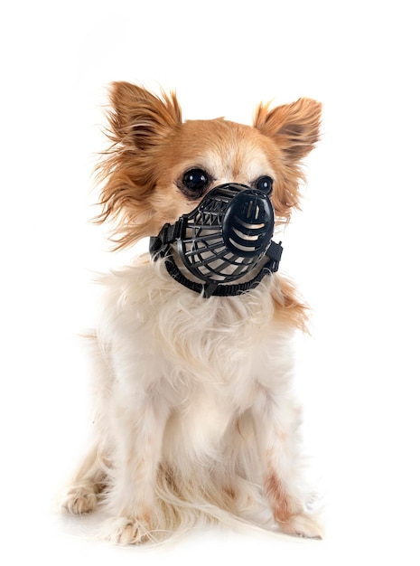 Chihuahua en muilkorf in studio