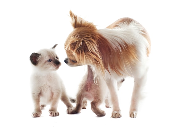 Chihuahua en siamese kitten