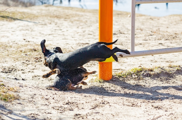 Chihuahua en teckel spelen in het zand. Teckel en Chihuahua zijn buiten. honden voor een wandeling