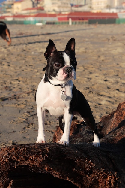 Photo chihuahua on fallen tree at beach