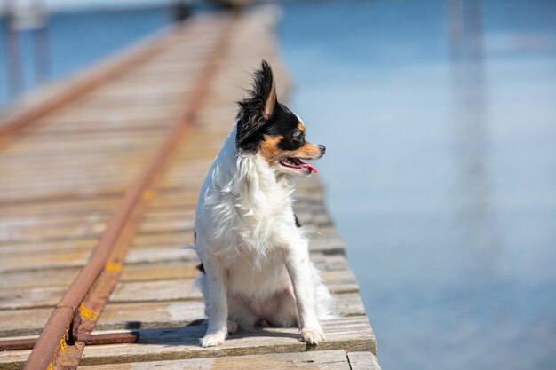 Chihuahua on a fisherman's pontoon