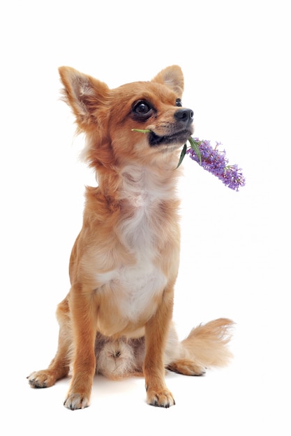 Photo chihuahua and flower