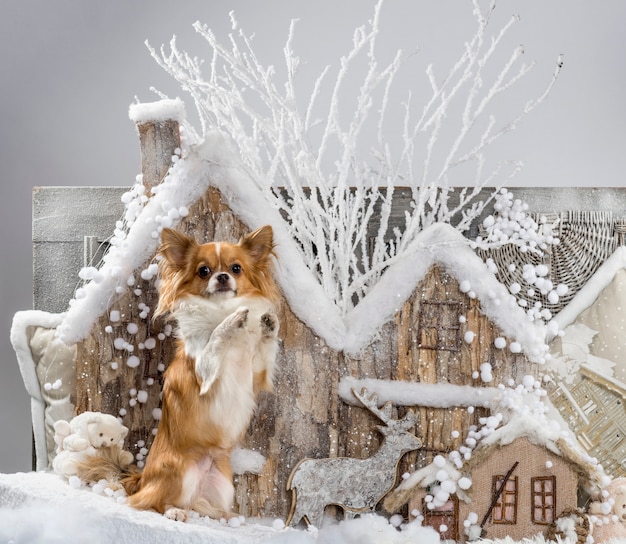 Chihuahua in front of a Christmas scenery