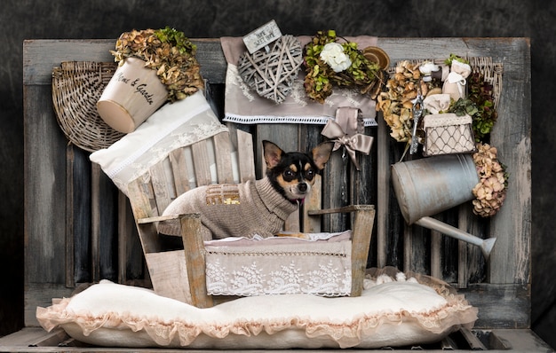 Chihuahua in front of a rustic wall