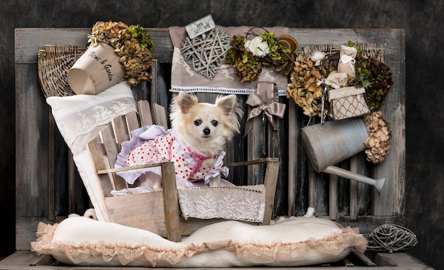 Chihuahua in front of a rustic wall