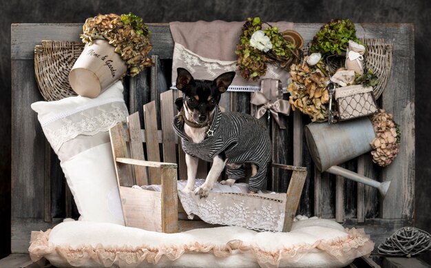 Chihuahua in front of a rustic wall