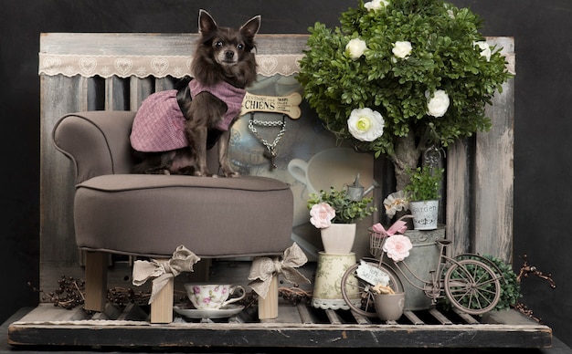 Photo chihuahua in front of a rustic wall