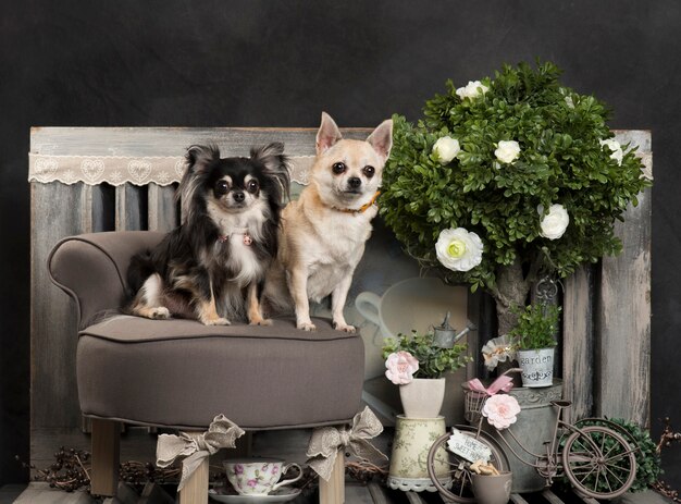 Chihuahua in front of a rustic wall