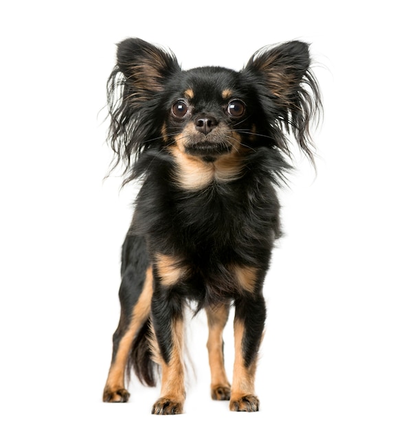 Chihuahua in front of white background