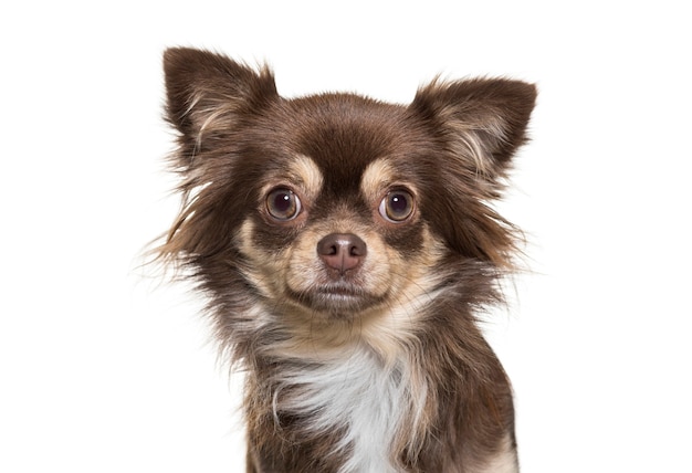 Chihuahua in front of white background