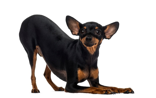 Chihuahua in front of a white wall