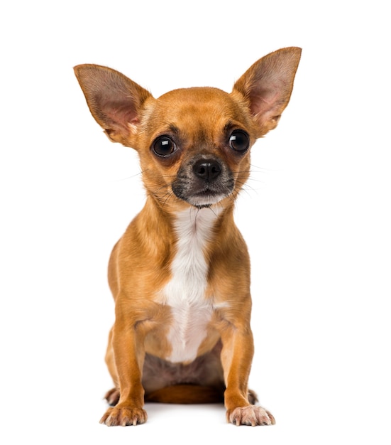 Chihuahua in front of a white wall