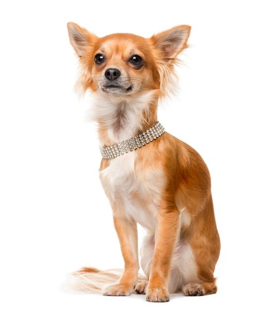 Chihuahua in front of a white wall