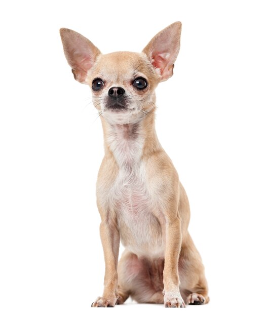 Chihuahua in front of a white wall