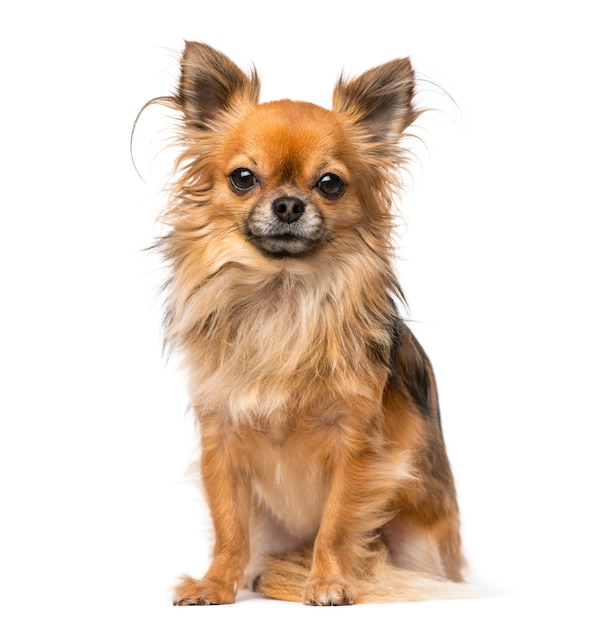 Chihuahua in front of a white wall