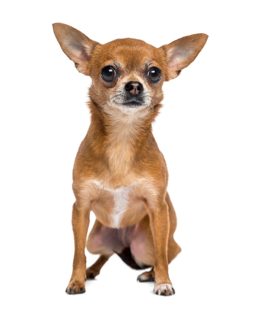 Chihuahua geïsoleerd op wit