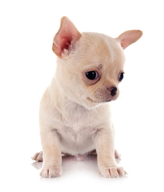 Chihuahua geïsoleerd