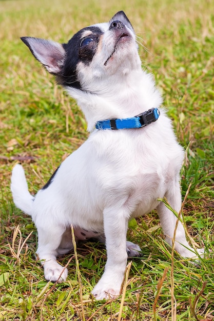 Chihuahua Grappige zakhond kijkt omhoog Close-up