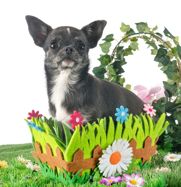 Chihuahua on grass isolated