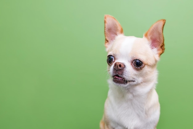 chihuahua on a green background with copy space