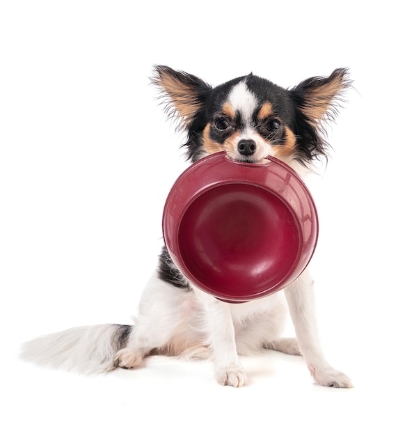 Chihuahua holding a bowl in his mouth on a white background