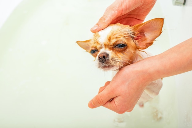 Chihuahua hond baadt in de badkamer. Een schone hond staat in het water in de badkamer.