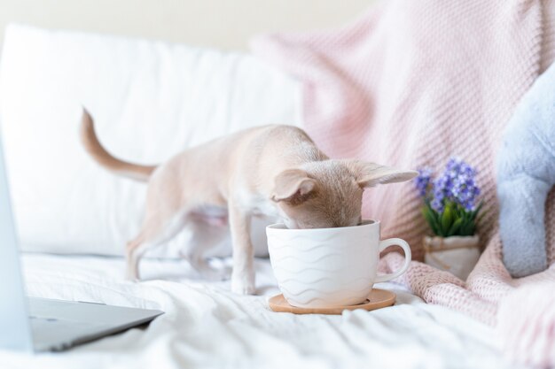 chihuahua hond bedekt met deken met kopje koffie gooien