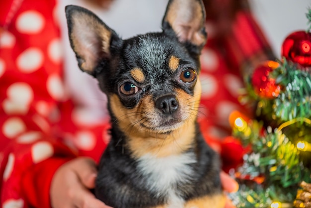 Chihuahua hond. Chihuahua en Kerstmis. Schattige kleine chihuahua van de Kerstmishond