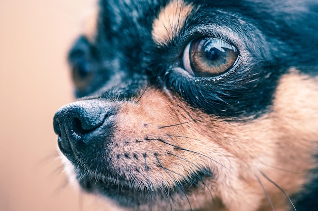 Chihuahua hond driekleur zwart wit bruin dier huisdier close-up portret van een hond