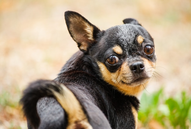 Chihuahua hond in de natuur