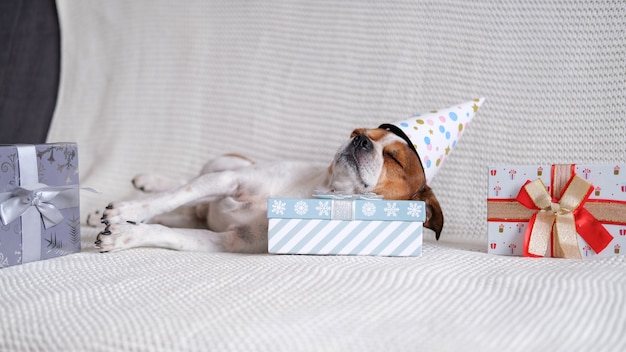 Chihuahua-hond in feestmuts slaapt op kerstcadeaus en gaat op de bus liggen. Vrolijk Kerstfeest. Gelukkig nieuwjaar. kerstman hond.