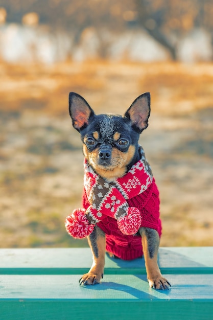 Chihuahua-hond in het koude seizoen in een trui en sjaal. Huisdier voor een wandeling. De hond op de bank.