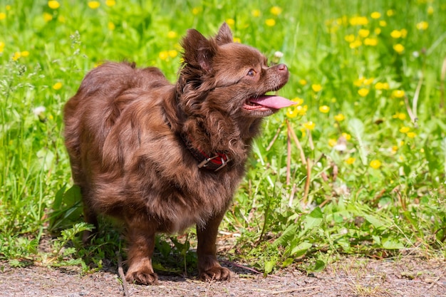 Chihuahua hond in het park op het groene gras